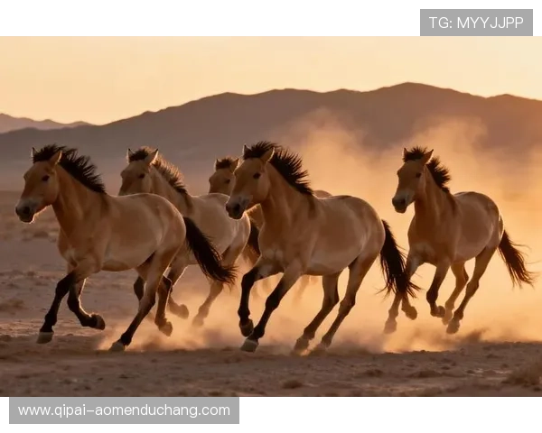 专业解读马会投注真人国际平台的优惠政策和多样化的奖励机制